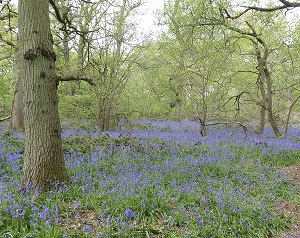 Photograph of bluebells in Banstead Woods